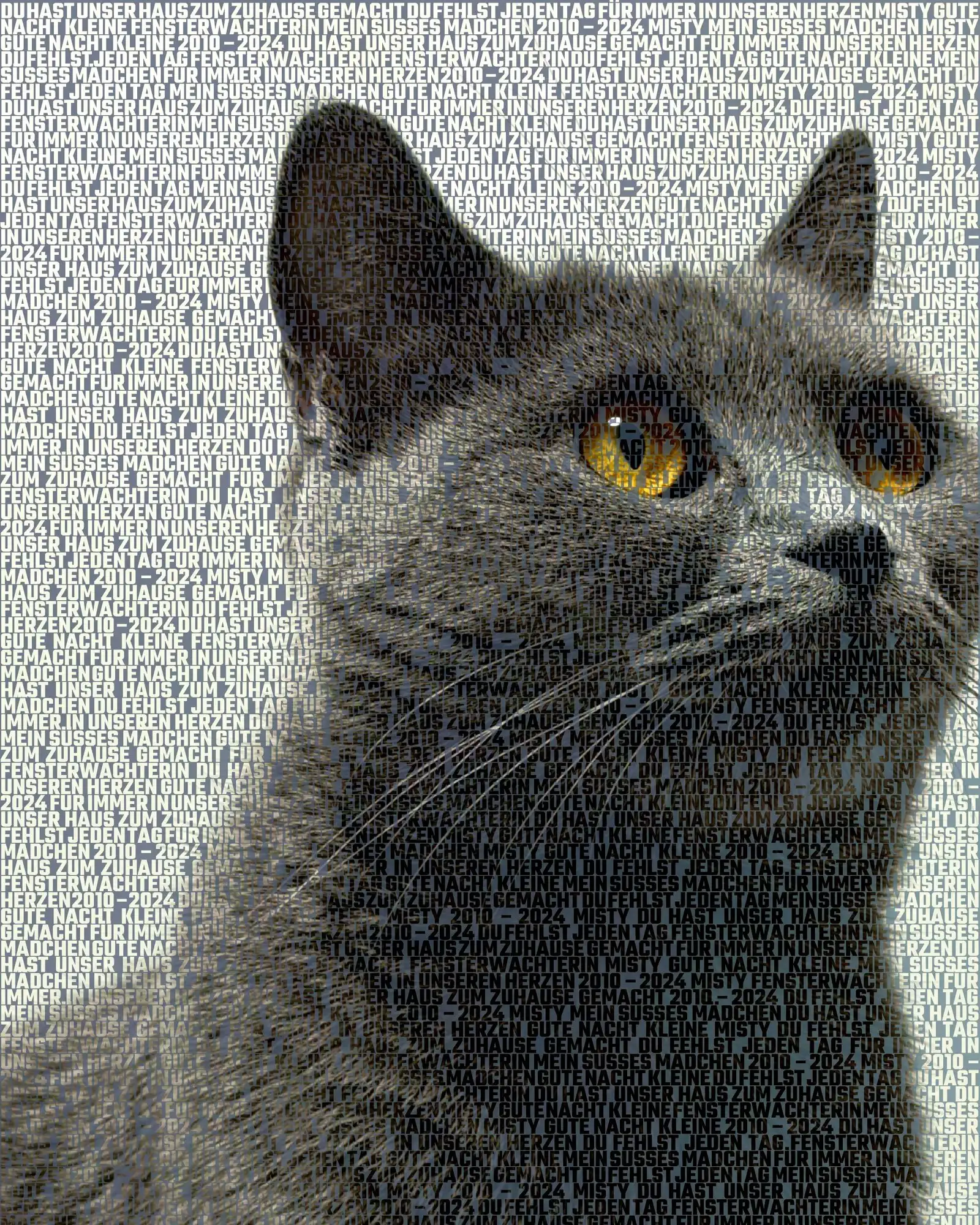Misty, 2010 – 2024: Mein süßes Mädchen, Fensterwächterin, Für immer in unseren Herzen