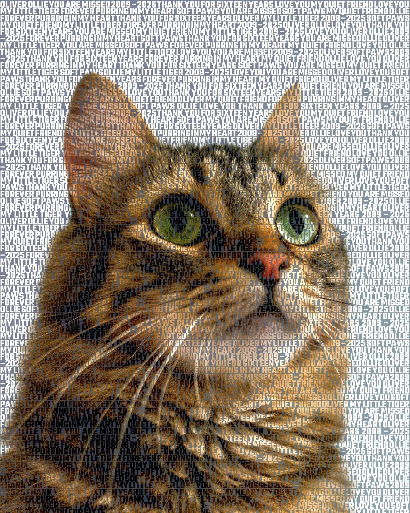 Oliver, 2009 – 2025: Ollie, My little tiger, Forever purring in my heart